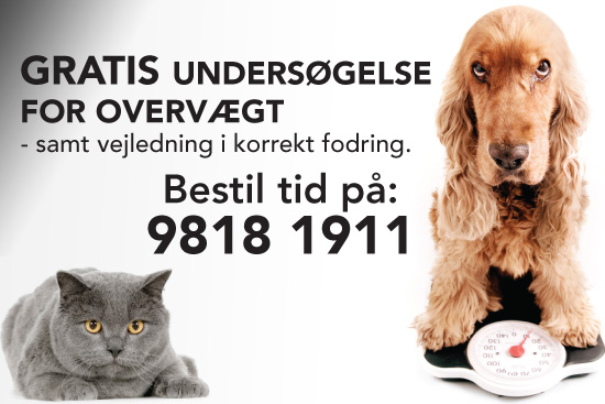 Fokus på overvægt hos hunde og katte
